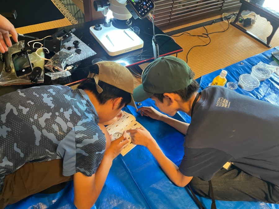 採集した虫を図鑑で同定（對龍山荘）